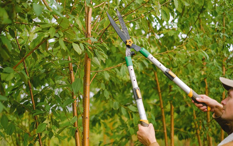 Tree trimming in Dunlap, IA